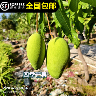 四季 芒果苗红芒芒果树香蜜味肉香浓甜盆栽地种东莞15年淘宝老店