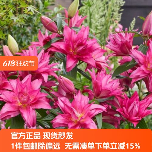 荷兰进口百合种球3粒装