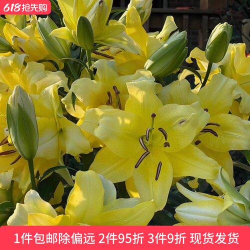 乔乔花屋 荷兰进口百合花种球香水重瓣系列经典款 3粒现货