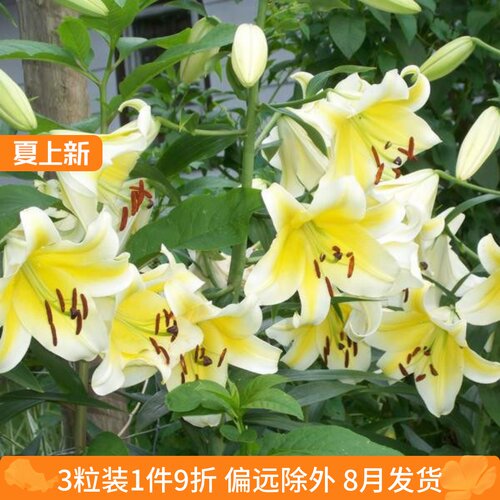 乔乔花屋 荷兰进口香水百合花种球OT系列耐热木门黄色 3粒装8月发