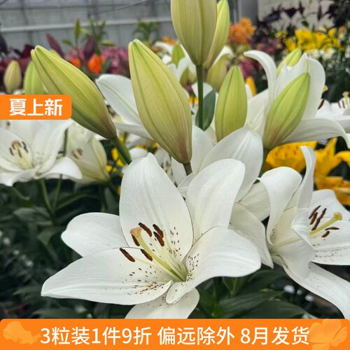 乔乔花屋 百合花种球LA/LO系列无香单瓣重瓣多个品种 3粒装8月发