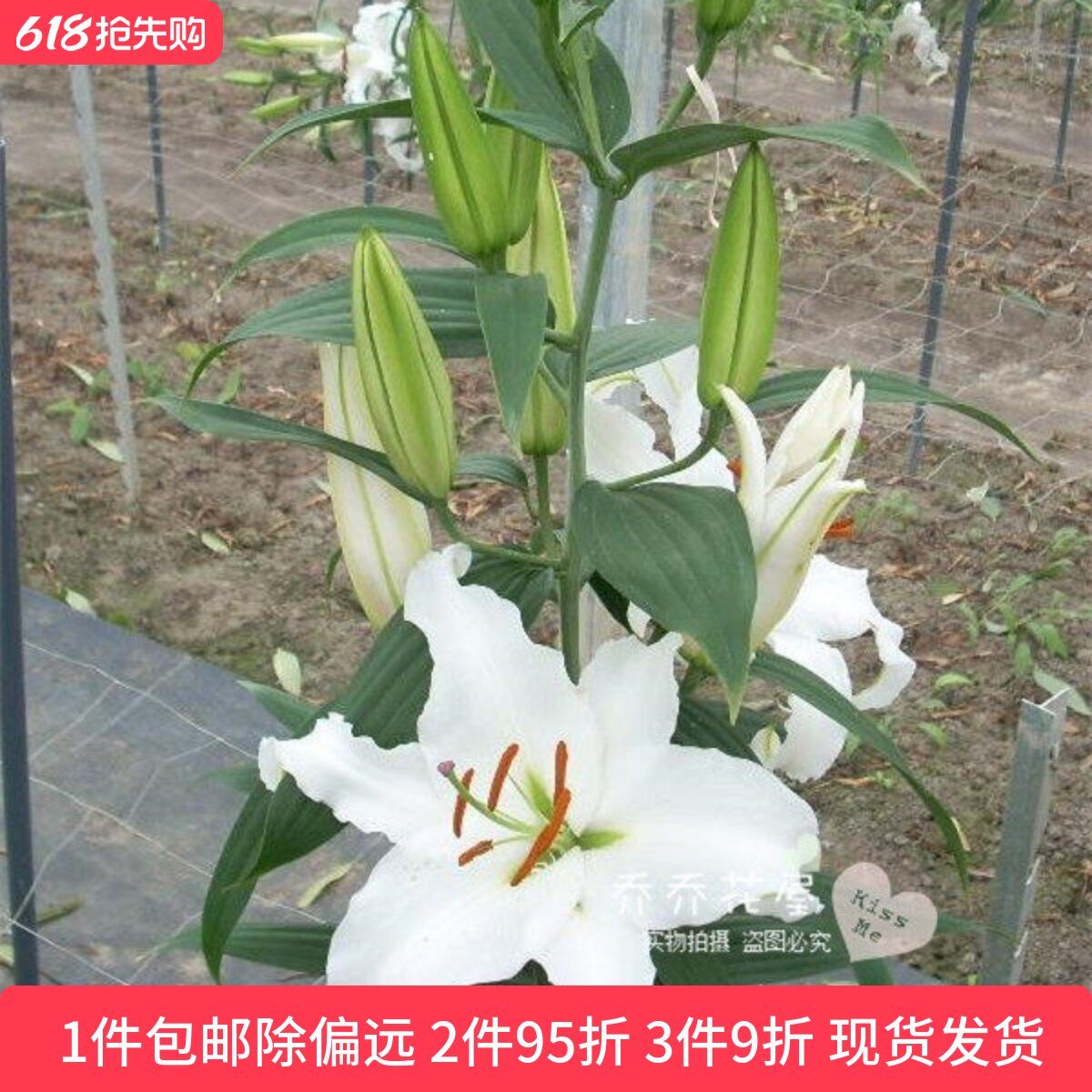 乔乔花屋 荷兰进口香水百合花种球O系列经典款西伯利亚 3粒装现货