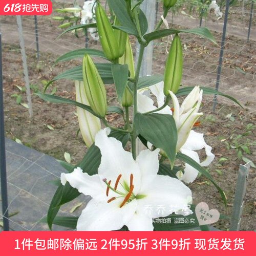 乔乔花屋 荷兰进口香水百合花种球O系列经典款西伯利亚 3粒装现货