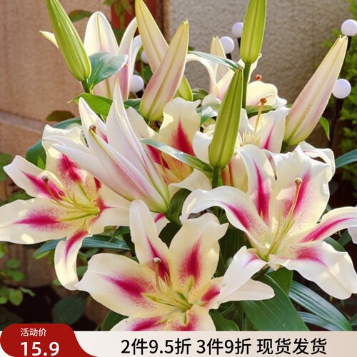 百合球庭院大球四季百合花