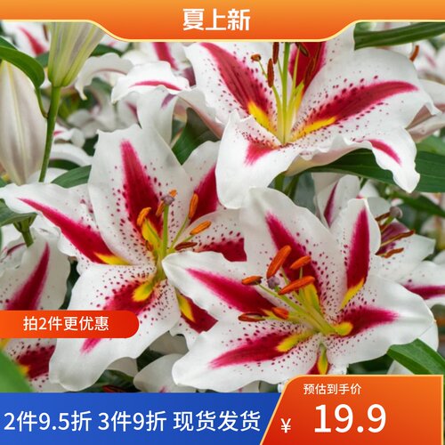 乔乔花屋荷兰进口百合花种球东方系列香水单瓣多个品种3粒装现货