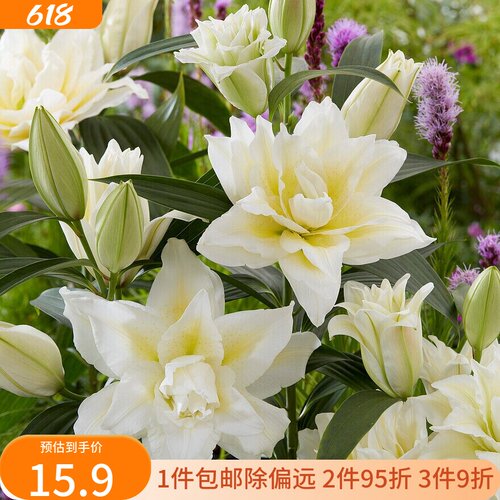 乔乔花屋 荷兰进口百合花种球香水重瓣系列经典款 3粒现货