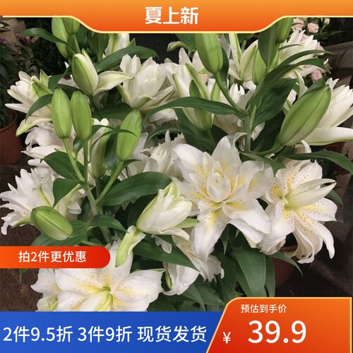 乔乔花屋 荷兰进口香水百合花种球西塔重瓣矮化 3粒装现货