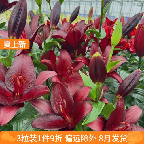 乔乔花屋 荷兰进口百合花种球LA系列单瓣黑贝壳深红色 3粒装现货