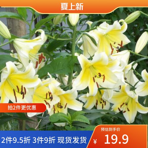 乔乔花屋 荷兰进口香水百合花种球OT系列耐热木门黄色 3粒装现货