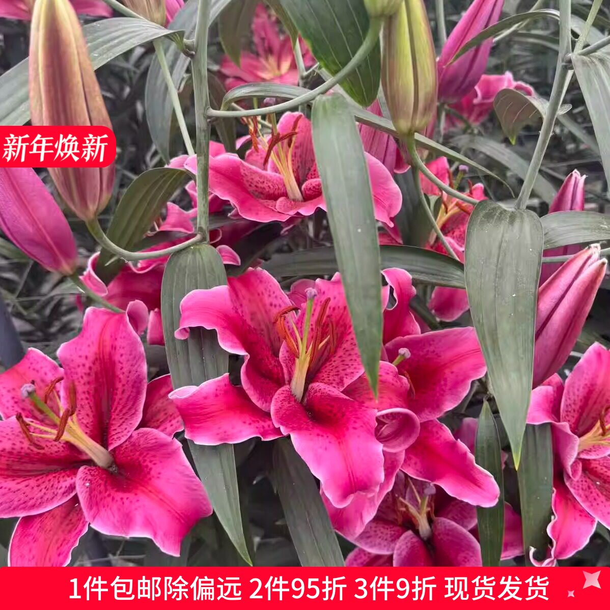 乔乔花屋荷兰进口百合花种球O/OT系列香水单瓣多个品种 3粒装现货