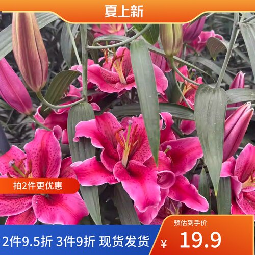 百合球庭院大球四季百合花