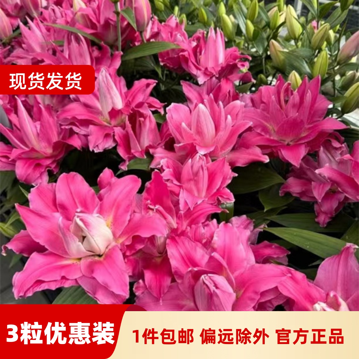 乔乔花屋 荷兰进口百合花种球香水重瓣系列新款 3粒装现货