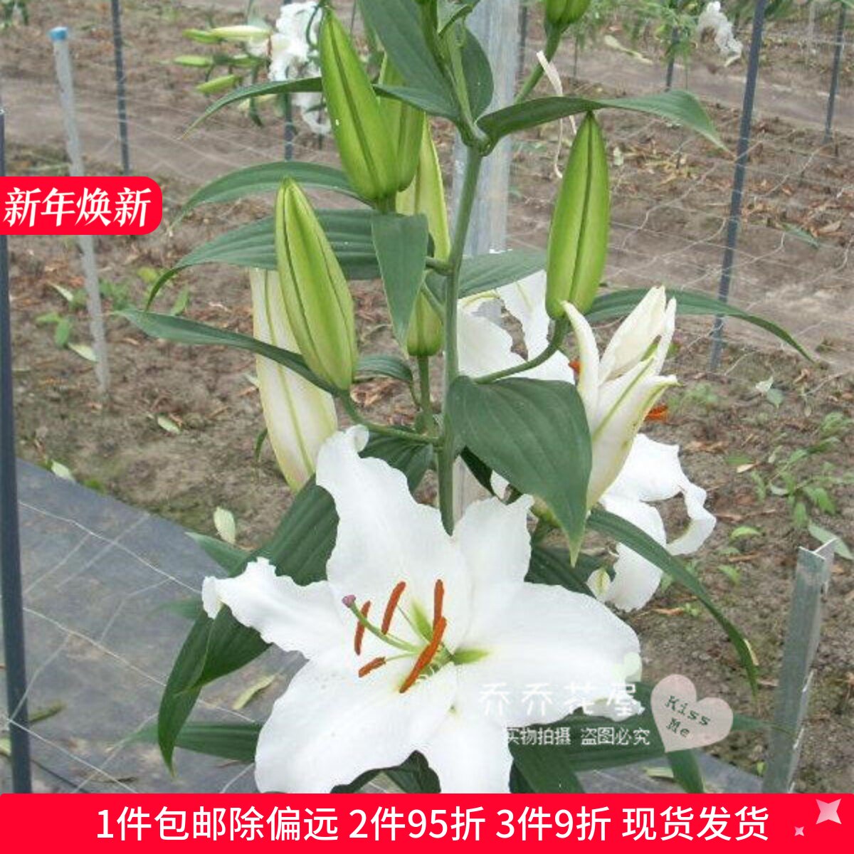 乔乔花屋 荷兰进口香水百合花种球O系列经典款西伯利亚 3粒装现货