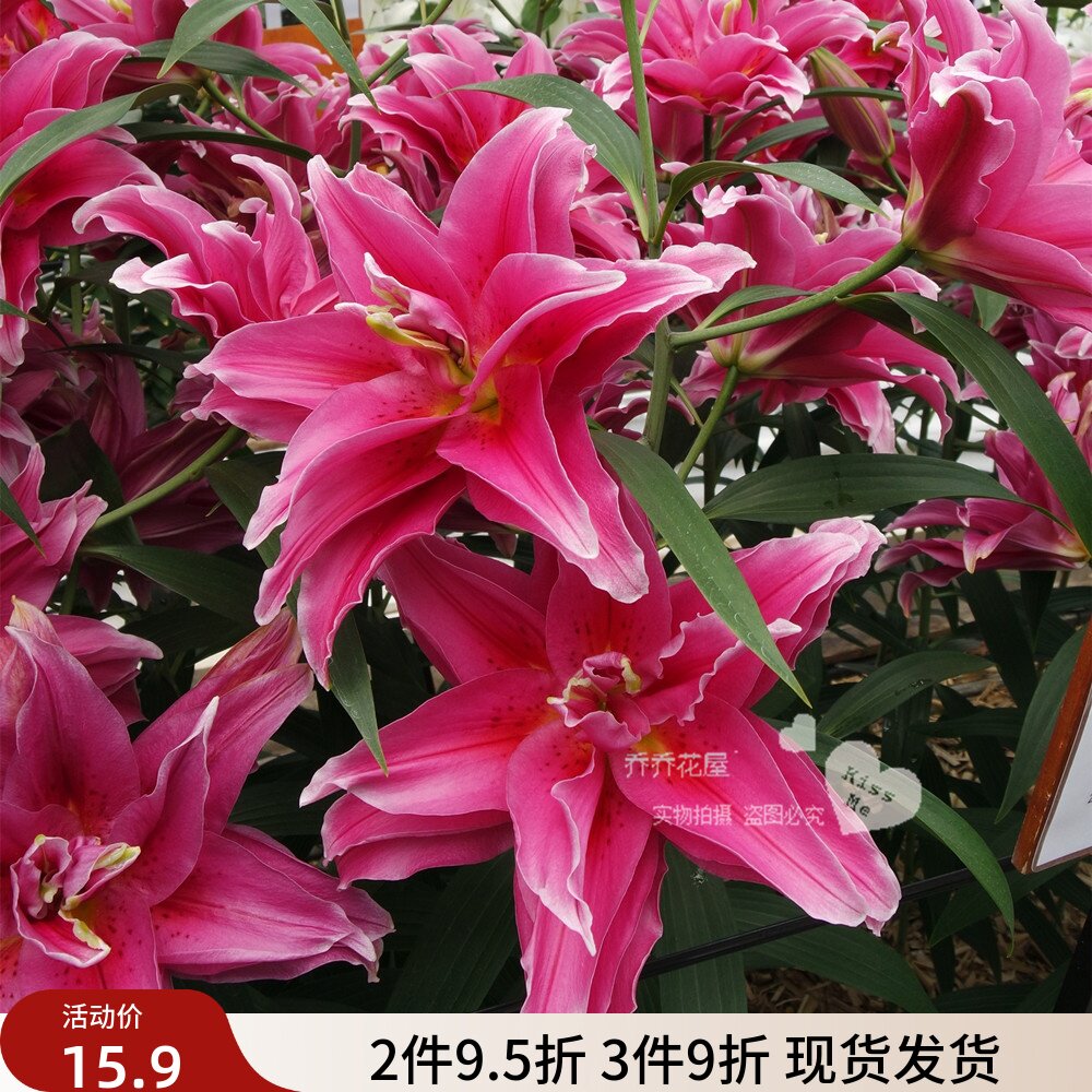 乔乔花屋荷兰进口香水百合花种球艾琳娜玫红重瓣无花粉3粒装现货