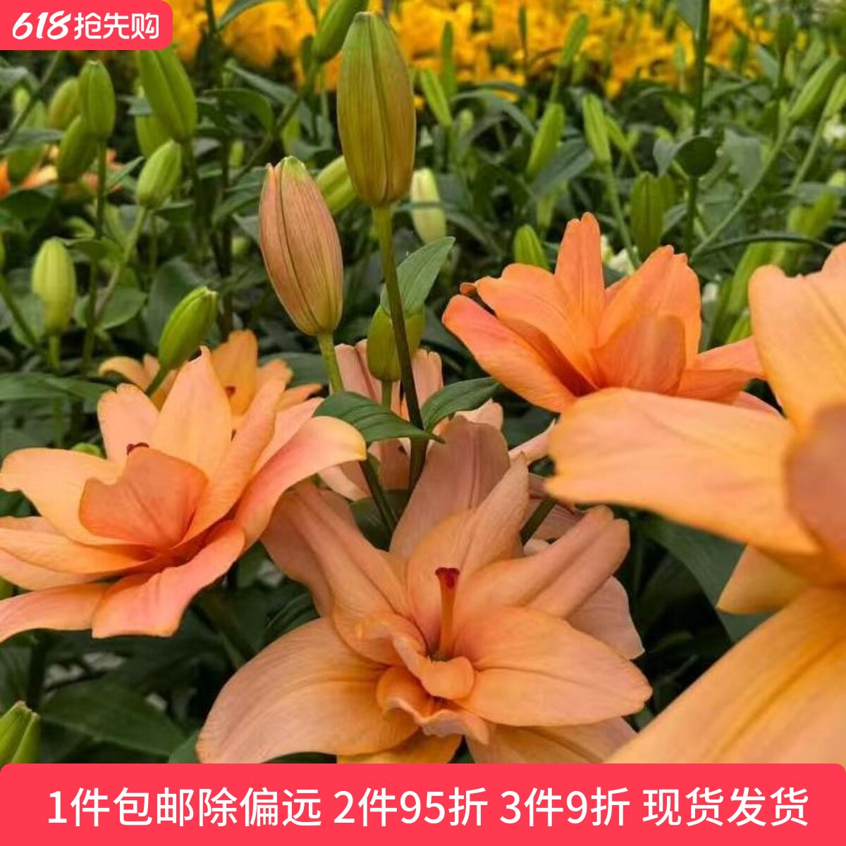 乔乔花屋 荷兰进口百合花种球LA重瓣系列无香多个品种 3粒装现货