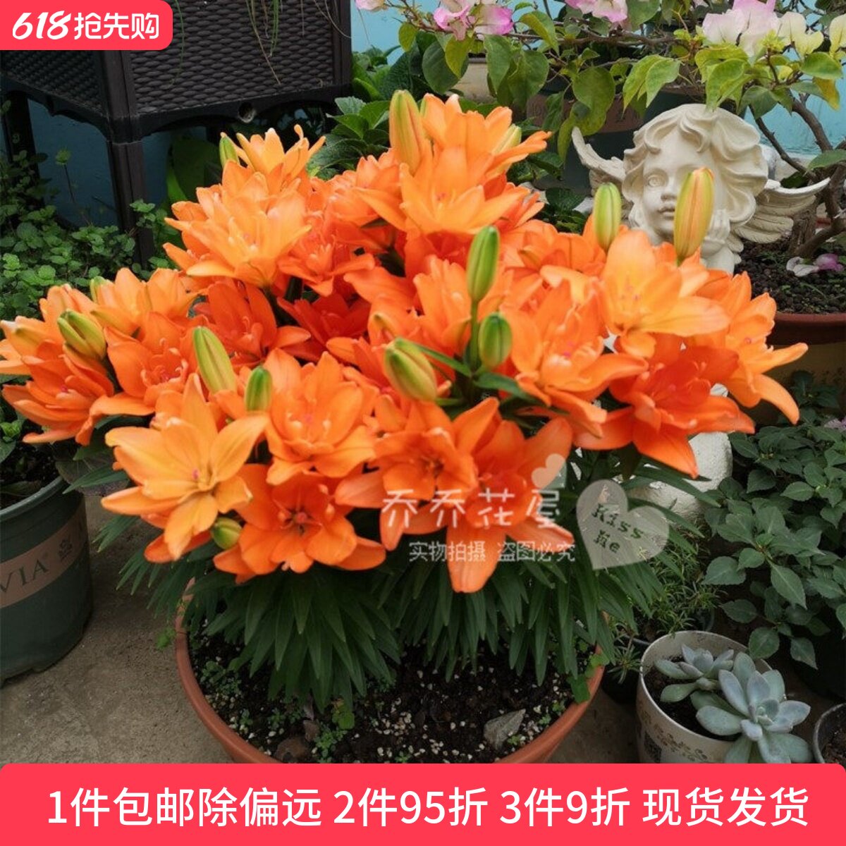 乔乔花屋 荷兰进口矮化百合种球矮化盆栽系列多个品种 3粒装现货