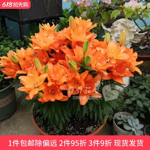 乔乔花屋 荷兰进口矮化百合种球矮化盆栽系列多个品种 3粒装现货
