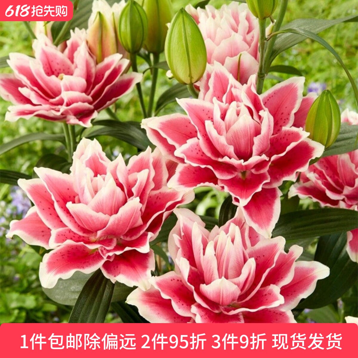 乔乔花屋 百合花种球重瓣香水多个品种系列经典款新款 3粒装现货