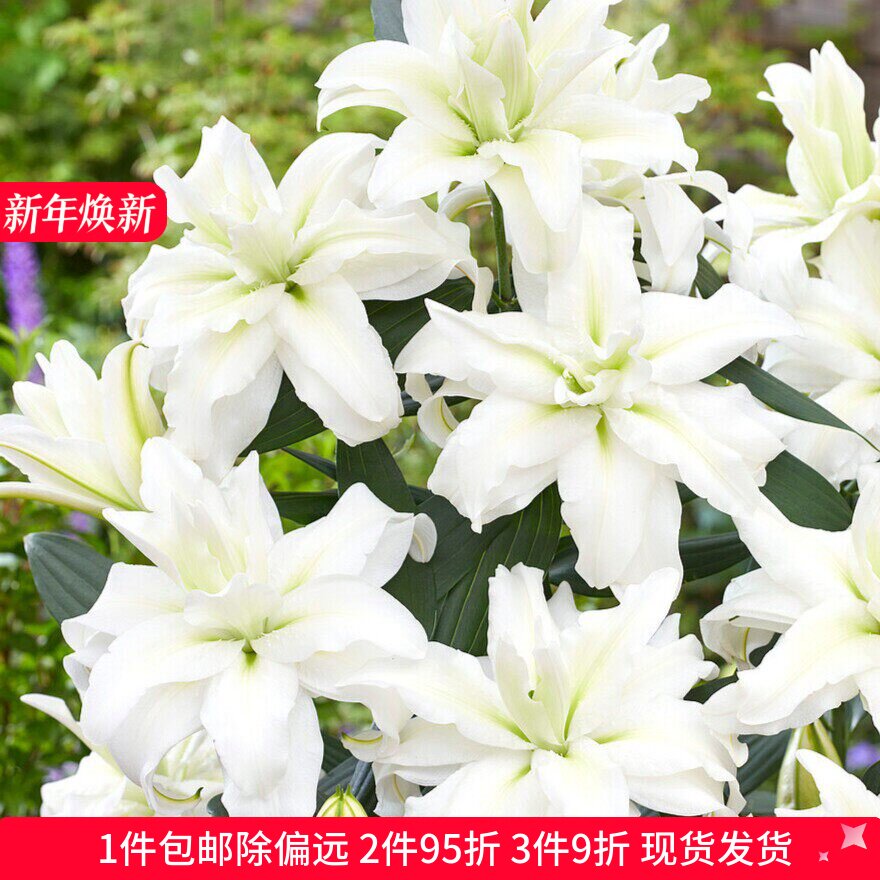 乔乔花屋 荷兰进口百合花种球香水重瓣系列经典款 3粒现货