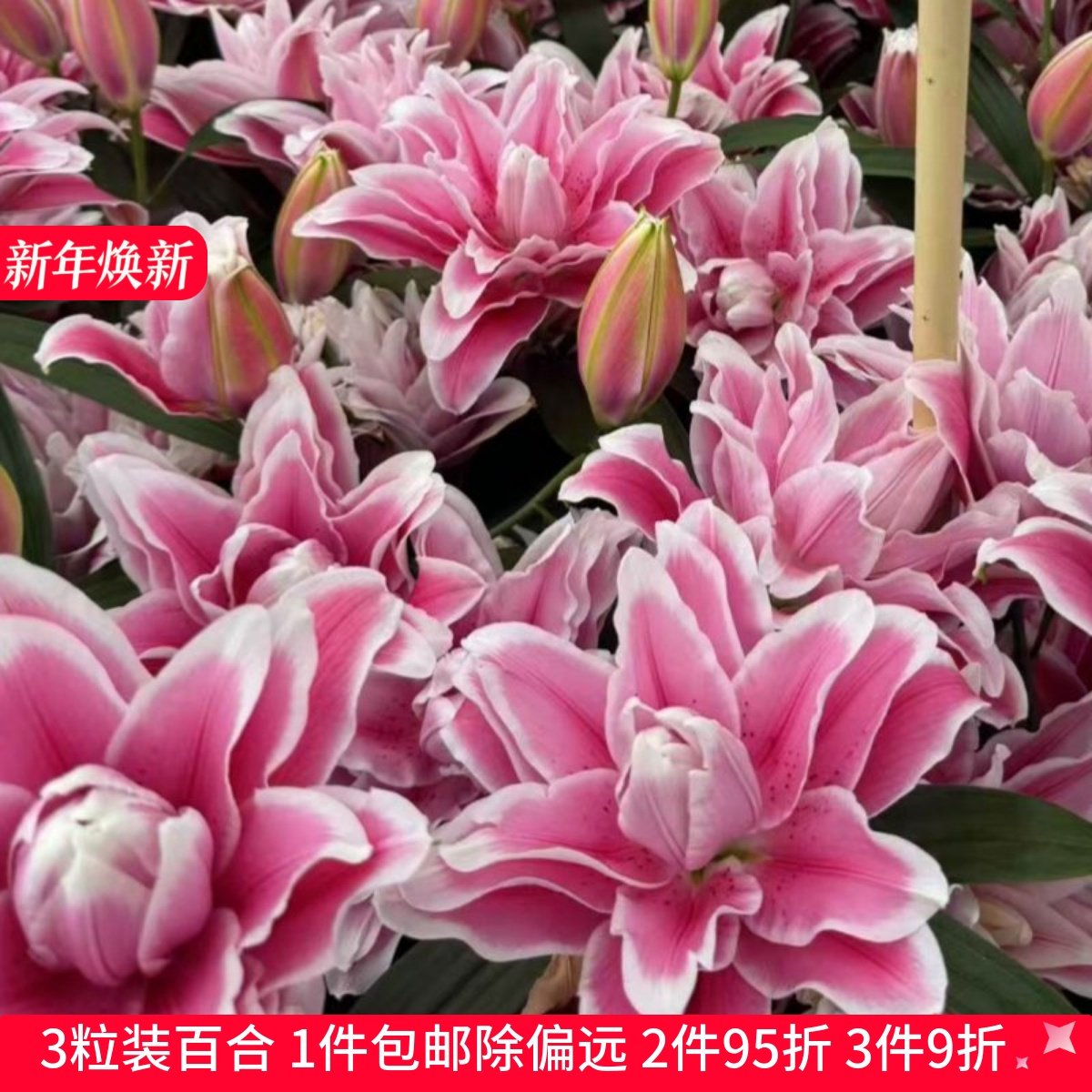 乔乔花屋 百合花种球重瓣香水多个品种系列经典款新款 3粒装现货,鲜花速递/花卉仿真/绿植园艺,时令草本花卉,淘宝优惠券,粉丝福利购,淘宝优惠卷