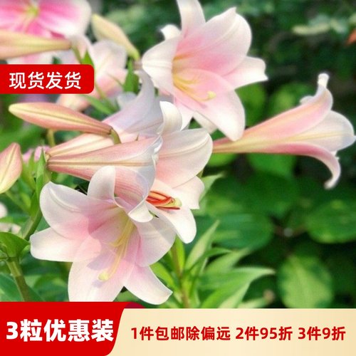 乔乔花屋荷兰进口百合花种球LO/铁炮系列喇叭花多个品种3粒装现货