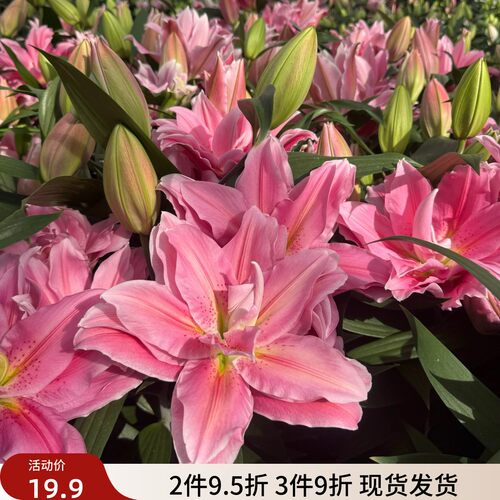 乔乔花屋荷兰进口百合花种球香水粉色重瓣系列多个品种3粒装现货