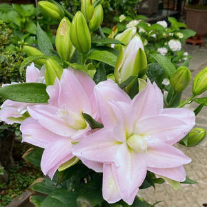 粉色花种价格 粉色花种图片 星期三