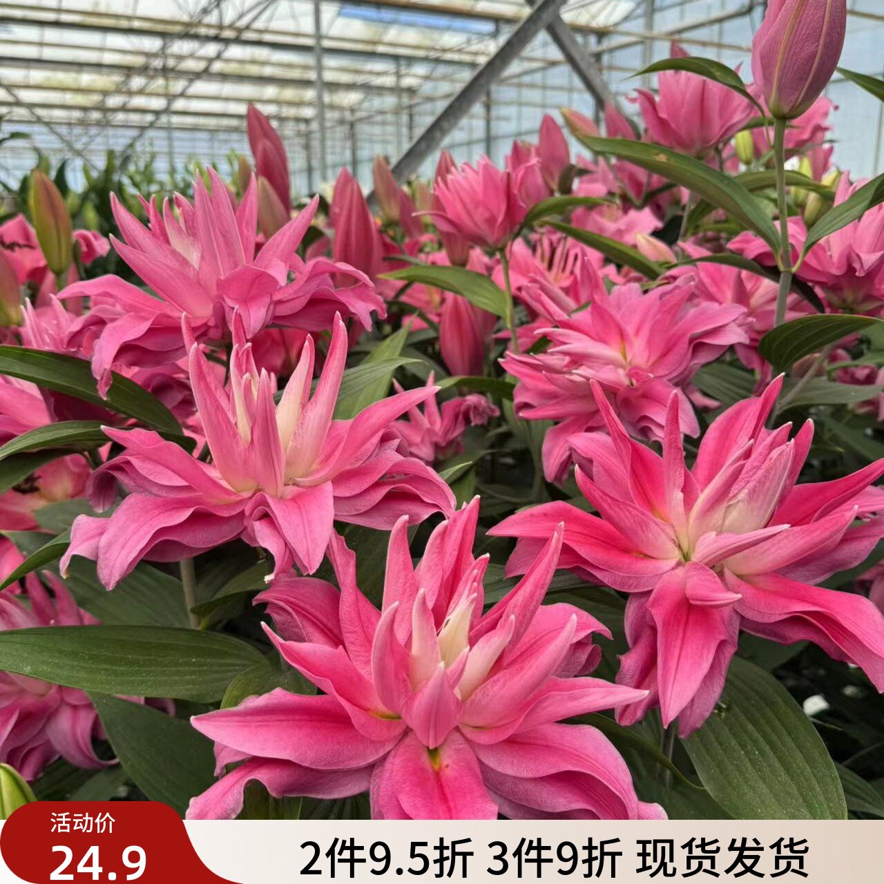 乔乔花屋 荷兰进口香水百合花种球红丝带粉色重瓣无花粉3粒装现货