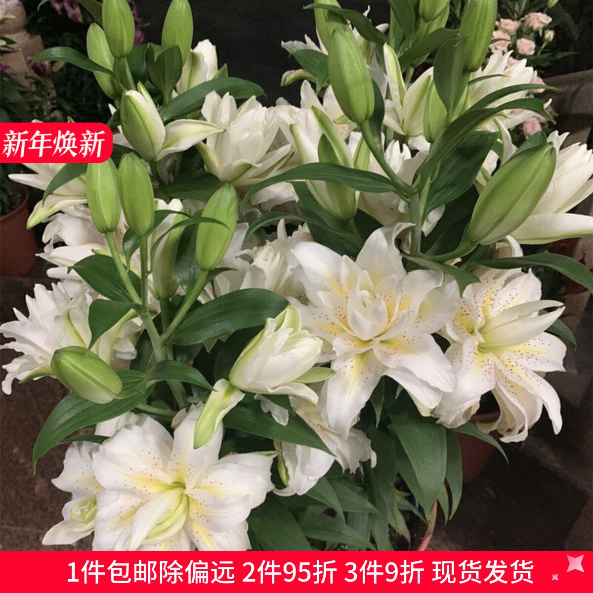 乔乔花屋 荷兰进口香水百合花种球西塔重瓣矮化 3粒装现货