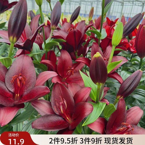 乔乔花屋 荷兰进口百合花种球LA系列单瓣黑贝壳深红色 3粒装现货