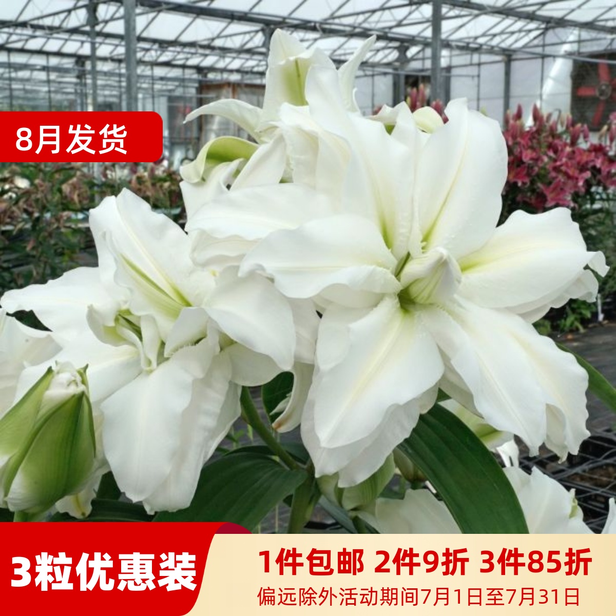 乔乔花屋 荷兰进口香水百合花种爱莎白色绿心重瓣浓香 3粒装现货
