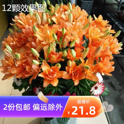 文竹盆栽长青植物好养室内办公观赏花卉净化空气四季常青造型盆景 虎窝淘