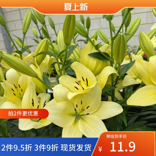 乔乔花屋 百合花种球LA/LO系列无香单瓣重瓣多个品种 3粒装现货