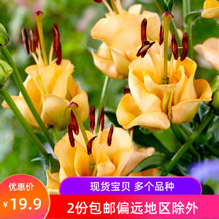 乔乔花屋 百合花种球LA重瓣系列网红品种无香多个品种3粒装现货