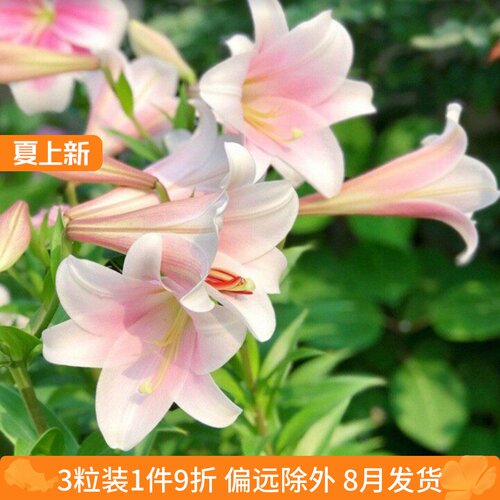 乔乔花屋 荷兰进口百合花种球LO/铁炮系列卡利淡粉色 3粒装8月发
