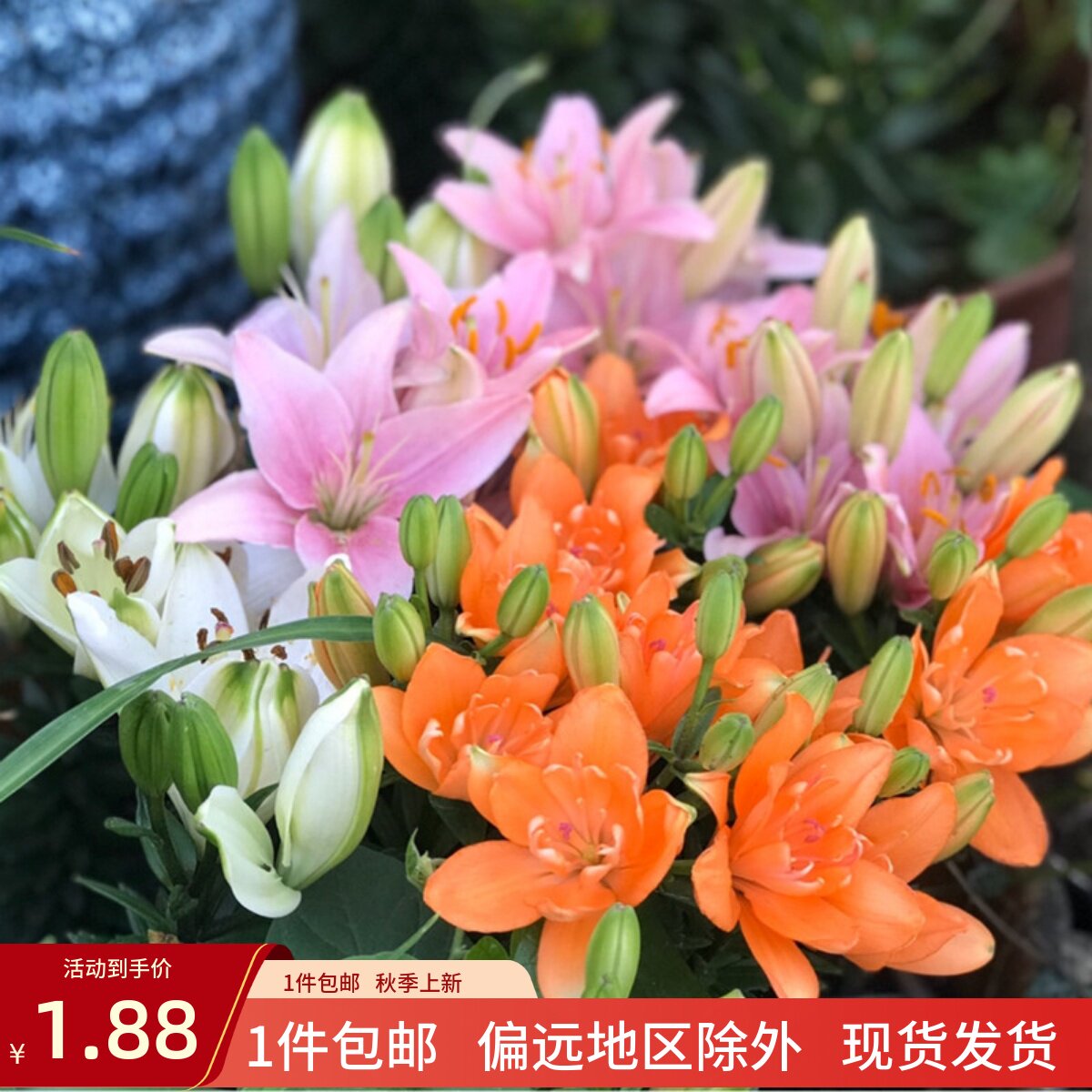 乔乔花屋 2026年百合花种球单瓣香水无香多个品种系列 1粒装现货