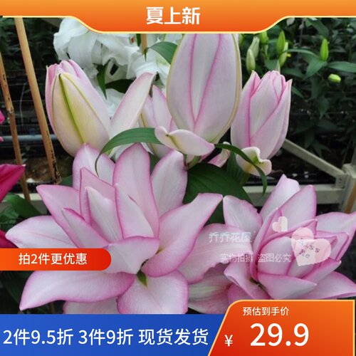 乔乔花屋 荷兰进口香水百合种球冰美人重瓣白色粉边 3粒装现货