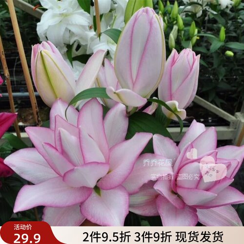 乔乔花屋 荷兰进口香水百合种球冰美人重瓣白色粉边 3粒装现货