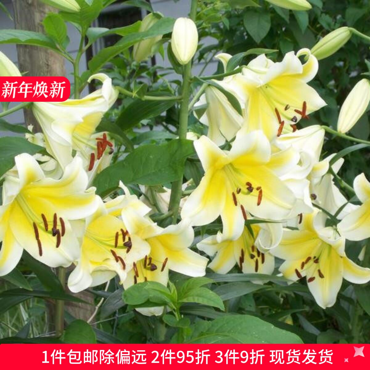 乔乔花屋 荷兰进口香水百合花种球OT系列耐热木门黄色 3粒装现货