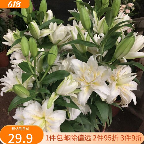 乔乔花屋 荷兰进口香水百合花种球西塔重瓣矮化 3粒装现货