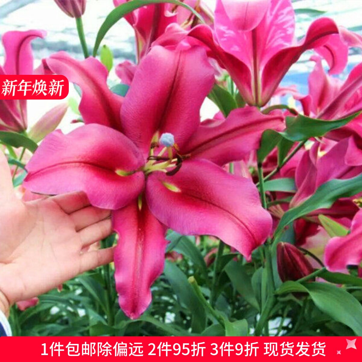 乔乔花屋 荷兰进口香水百合花种球OT系列新品卡本大球 3粒装现货