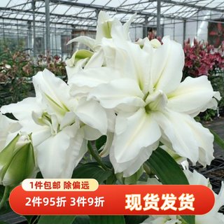 乔乔花屋 24年春季荷兰进口香水百合花种球21/23爱莎 3粒装现货