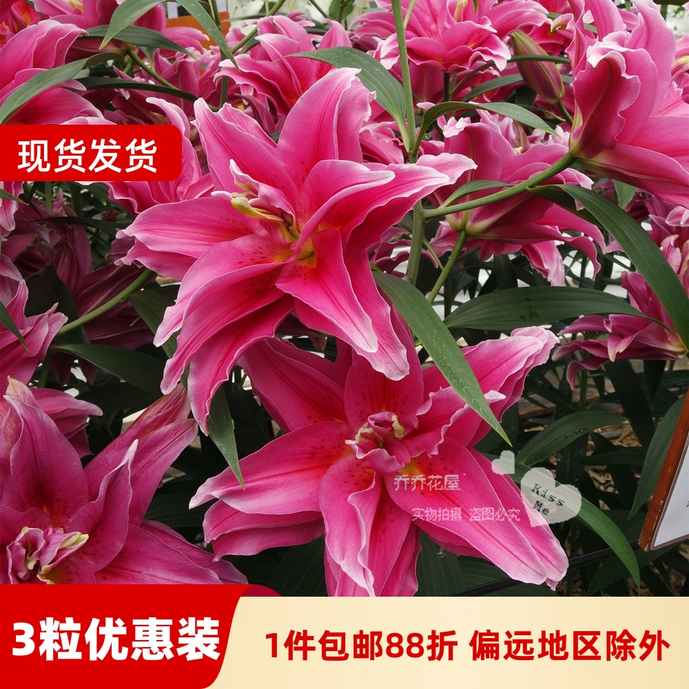 乔乔花屋 荷兰进口香水百合花种球艾琳娜18/20cm玫红色 3粒装现货