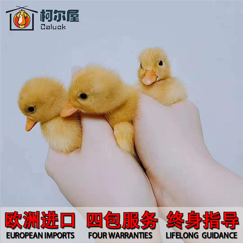 欧洲柯尔鸭callduck受精蛋鸭苗