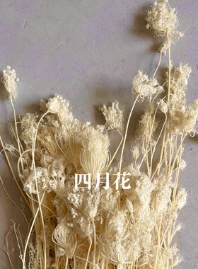 茴香花丁香花干花天然植物装饰插花艺术创意拍摄道具北欧风格家居
