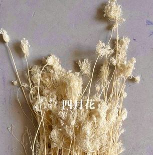 茴香花丁香花干花天然植物装饰插花艺术创意拍摄道具北欧风格家居