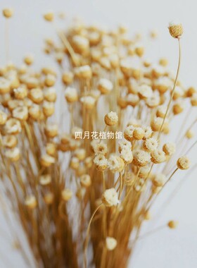 进口巴西思绪diy艺术风50枝干花