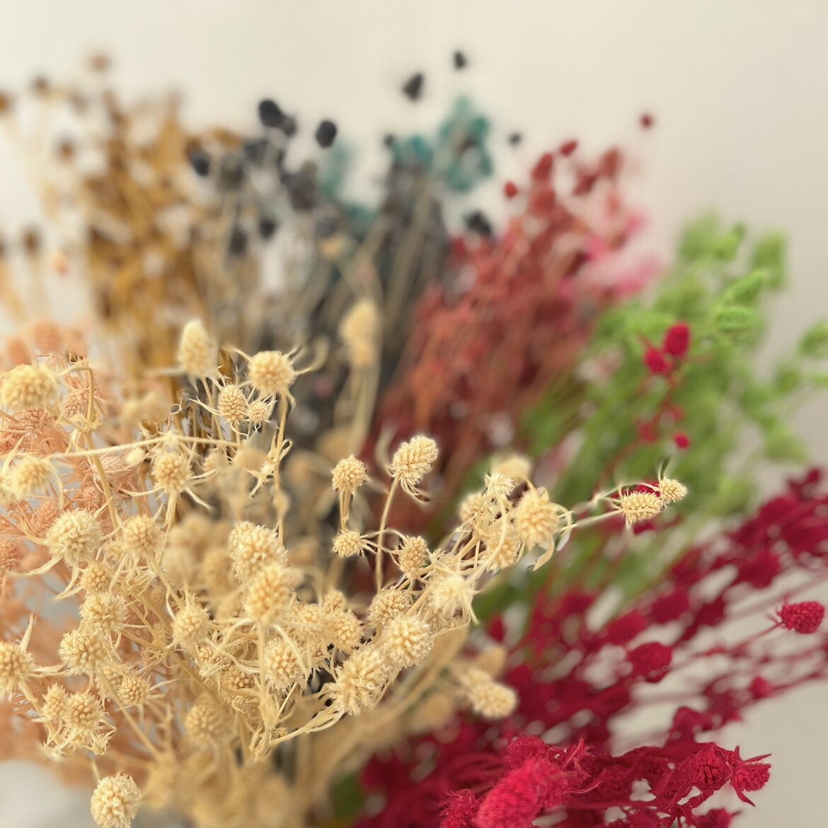情人果刺果永生花干花彩色刺芹柔软不扎手工diy材料包玻璃罩装饰