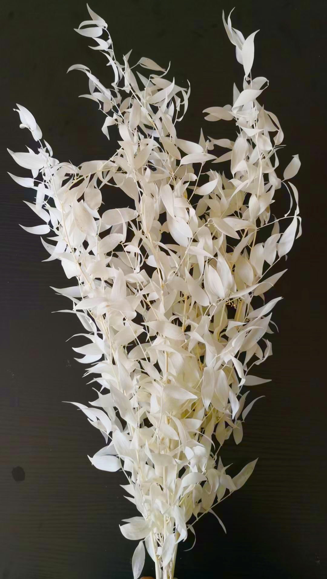 熊猫竹永生花干花装饰材料家居插花富贵叶植物白色真花束橱窗桌面