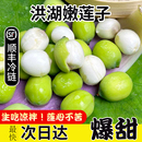 蓮子米新鮮湖北洪湖現摘水果生吃嫩甜蓮蓬鮮生特產不帶殼天然順豐